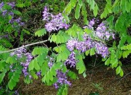 millettia usaramensis subsp. australis